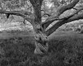 Twisted Crabapple Tree, New York Botanical Garden, 2024