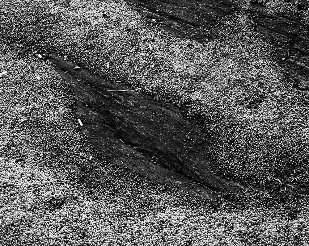 Sedum Humifusum and Rock, New York Botanical Garden, 2024