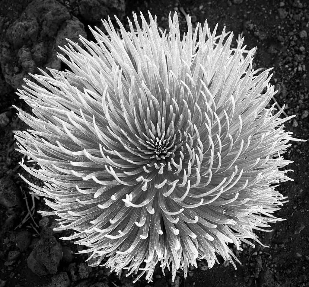 Silversword, Haleakala Crater, Maui, Hawaii, 2005