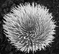 Silversword, Haleakala Crater, Maui, Hawaii, 2005