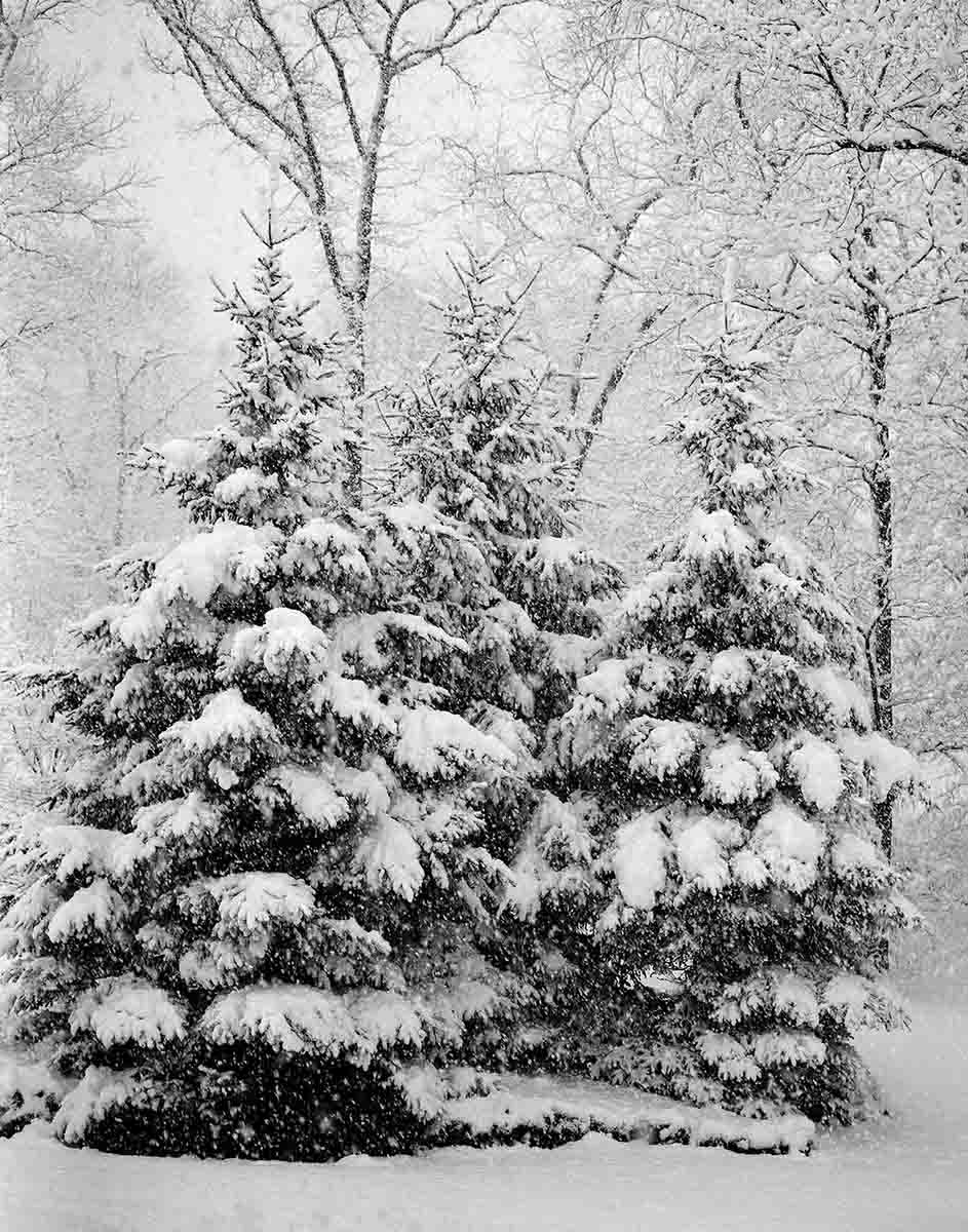 Evergreens in a Blizzard, Boonton Township, New Jersey, 2018