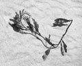 Seaweed, Carmel Beach, California, 2003