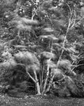 Seven Son Flower Tree, Arnold Arboretum, Boston, Massachusetts, 2023