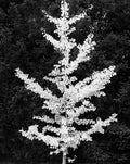 Ginkgo, Arnold Arboretum, Boston, Massachusetts, 2023