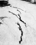 Following the Leader, Franklin Park, Boston, Massachusetts, 2023