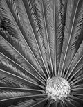 Cycas Revoluta, Florida, 2002