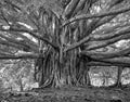 Banyon Tree, 2005