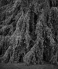 Beech Tree, 2003
