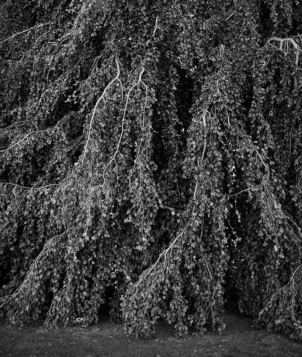 Beech Tree, 2003