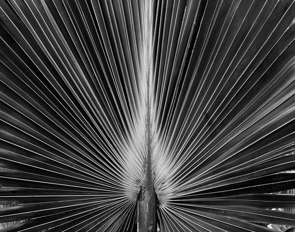 Blue Latan Palm, Saint John, US Virgin Islands, 1994