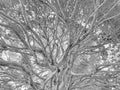 English Yew, 2022