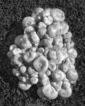 Poisonous "Jack-O-Lantern" Mushrooms, Parsippany, New Jersey, 2025