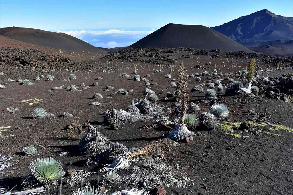 Silversword, Haleakala Crater, Maui, Hawaii, 2005