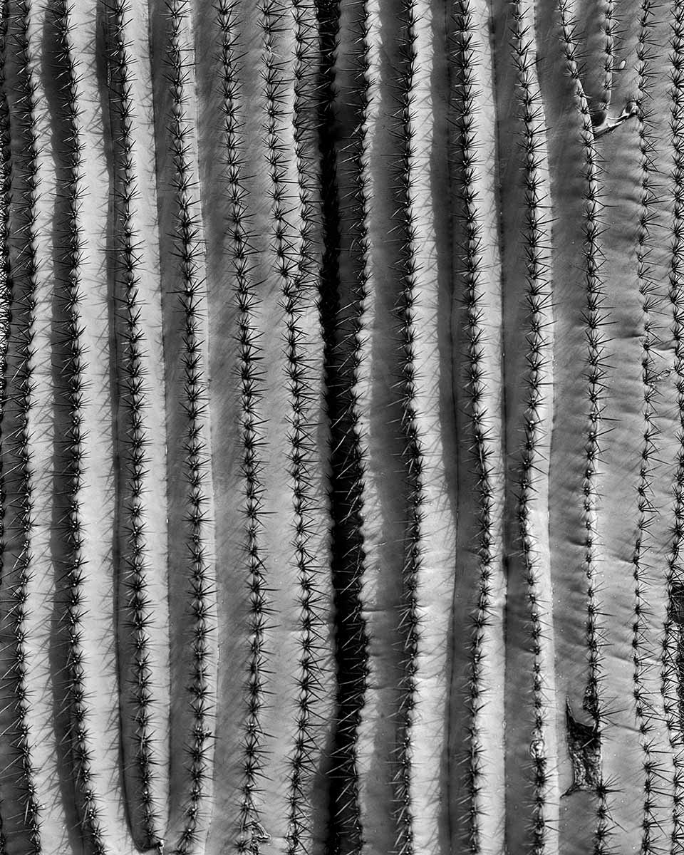 Saguaros, McDowell Sonoran Preserve, Arizona, 2023