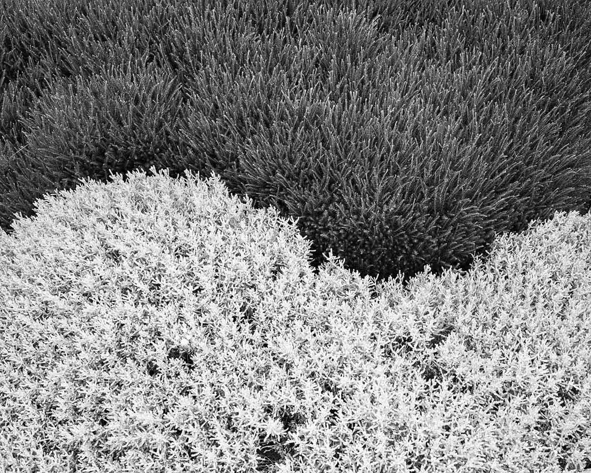 Shore Acres State Park Garden, Oregon, 2023